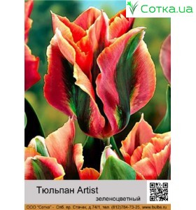 Тюльпан Artist