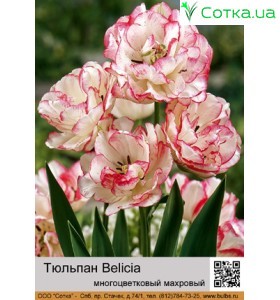Тюльпан Belicia