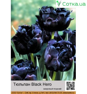 Black Hero