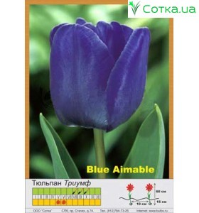 Тюльпан Blue Aimable