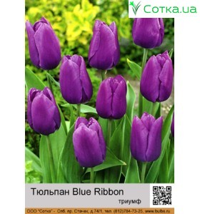 Blue Ribbon