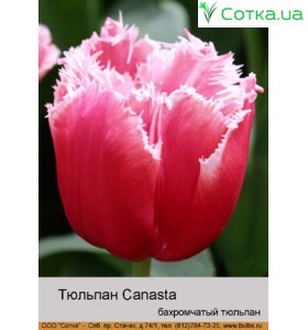 Тюльпан Canasta
