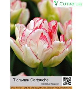  Тюльпан Cartouche