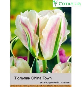 Тюльпан China Town