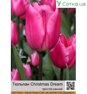 Christmas Dream