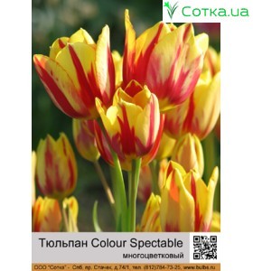 Colour Spectable