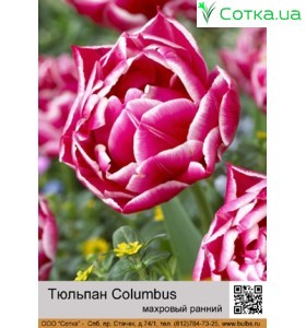 Тюльпан Columbus