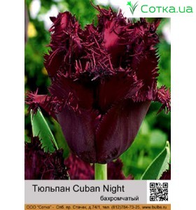 Тюльпан Cuban Night
