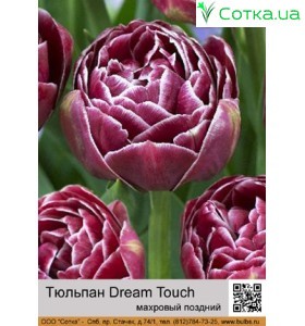 Dream Touch