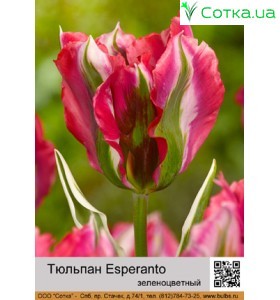 Esperanto