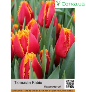 Тюльпан Fabio