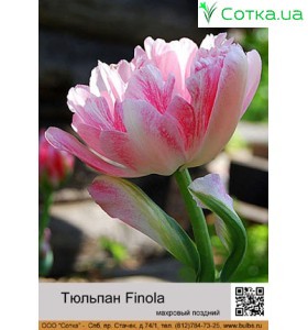 Тюльпан Finola