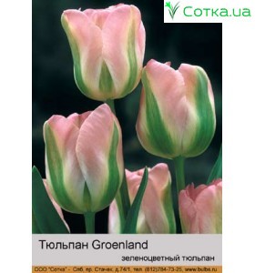 Тюльпан Groenland