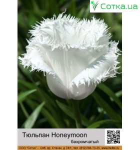 Honeymoon