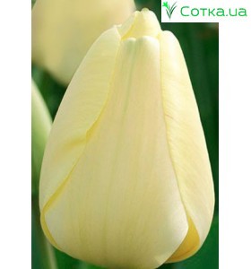 Тюльпан Ivory Floradale