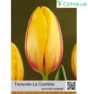 La Courtine