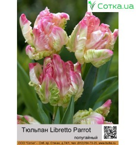 Libretto Parrot