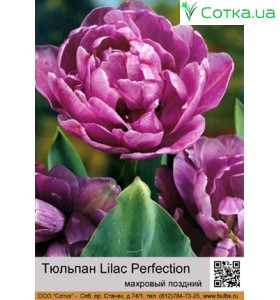 Lilac Perfection