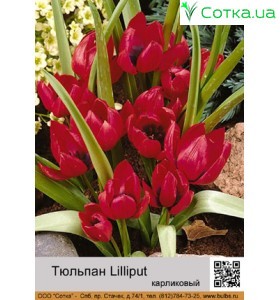 Lilliput