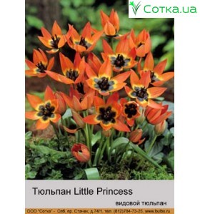 Little Princess