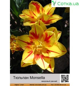 Monsella