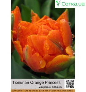 Тюльпан махровий пізній Orange Princess