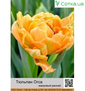 Тюльпан махровий ранній Orca