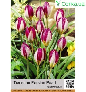 Persian Pearl