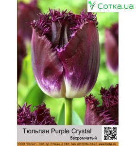 Purple Crystal