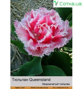 Тюльпан Queensland