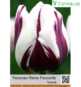 Rems Favourite