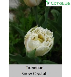 Тюльпан бахромчатий Snow Crystal