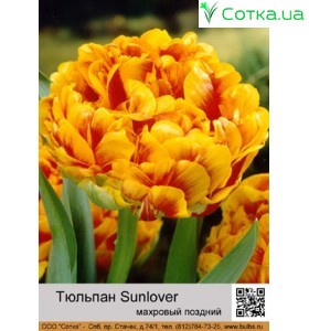 Sunlover