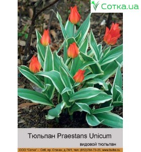 Тюльпан Unicum Praestans