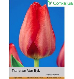Тюльпан Van Eyk