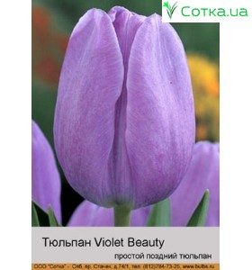 Тюльпан Violet Beauty