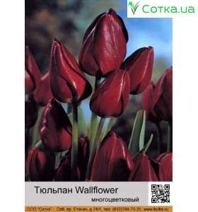 Wallflower