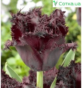 Тюльпан бахромчатий Black Jewel