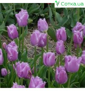 Тюльпан бахромчатий Lilac Christal
