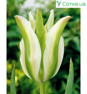 Тюльпан зеленоцветковый  Spring Green