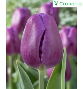 Тюльпан тріумф Purple Flag