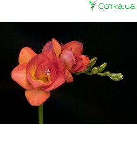 Фрезія (Freesia) Red Beauty 