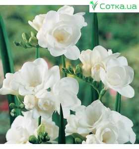 Фрезия (Freesia) Virginia