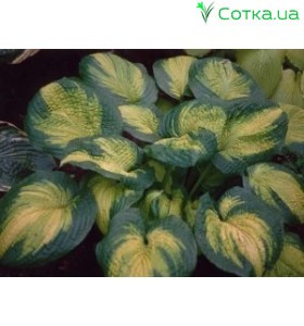 Хоста (Hosta) Brother Stefan