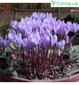 Цикламен (Cyclamen) cilicium