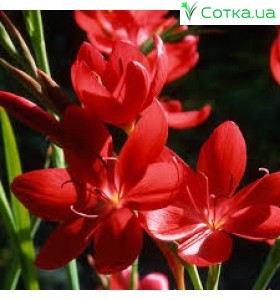 Схизостилис (Schizostylis)	Red