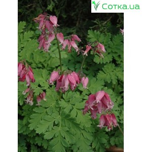 Дицентра (Dicentra) Adrian Bloom