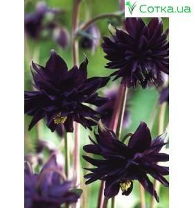 Аквилегия (Aquilegia) Barlow Black