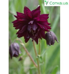 Аквилегия (Aquilegia) Barlow Bordeaux