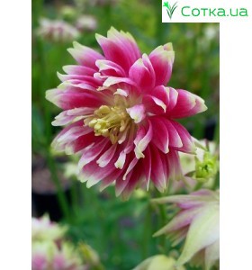 Аквилегия (Aquilegia) Barlow Nora